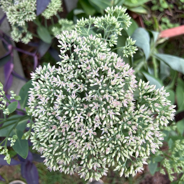 Plant image Sedum Autumn Joy