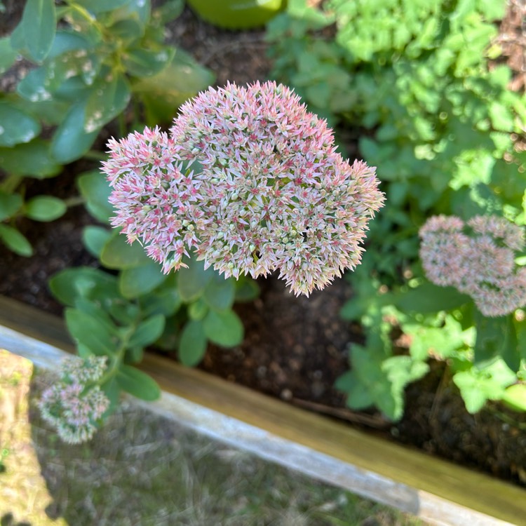 Plant image Sedum Autumn Joy