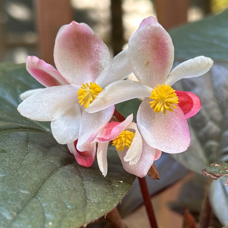 Plant image Begonia grandis 'Heron's Pirouette'