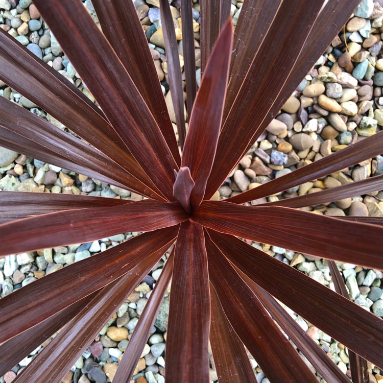 Plant image Cordyline australis 'Torbay Red'