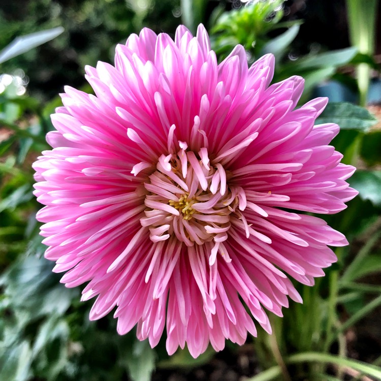 Plant image Aster 'Asteroid Mix'