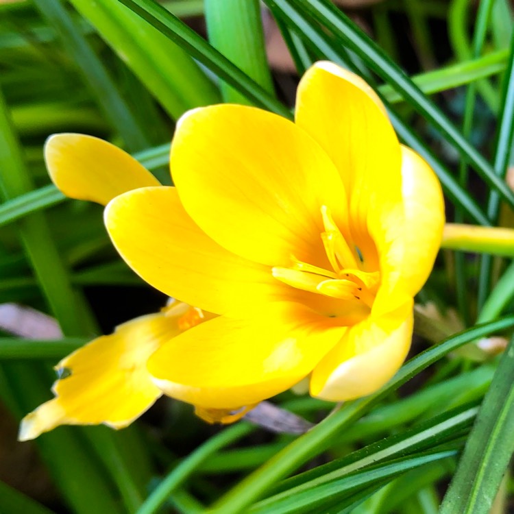 Plant image Crocus flavus subsp. flavus