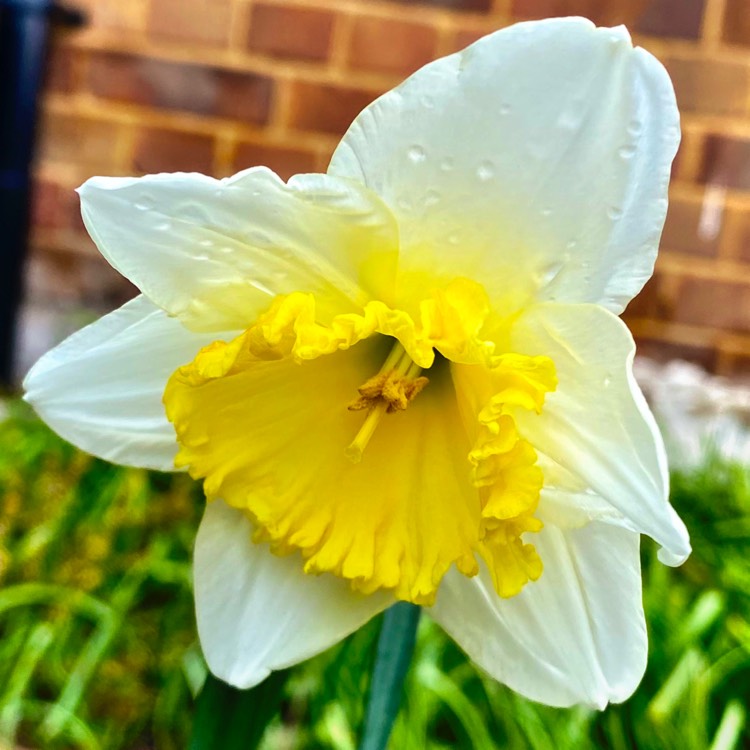 Plant image Narcissus 'Accent'