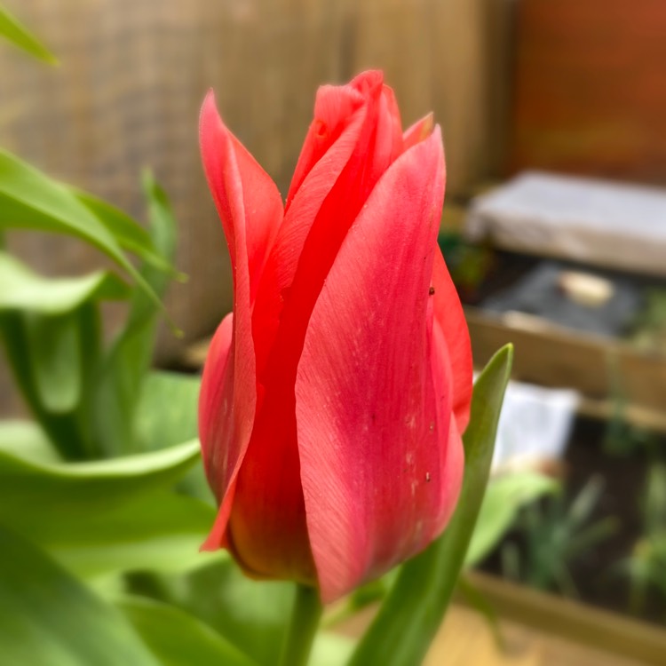 Plant image Tulipa 'Charade'