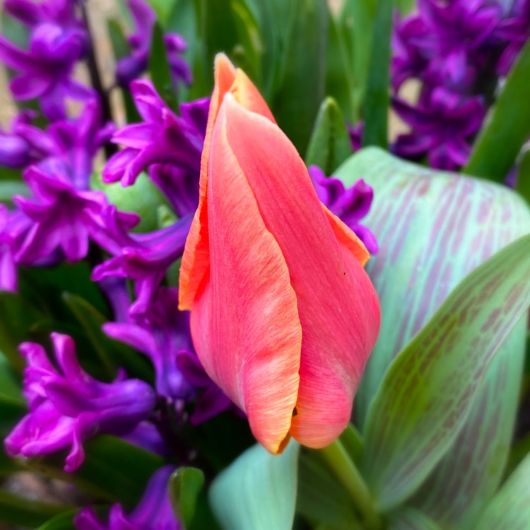 Plant image Tulipa 'Charade'