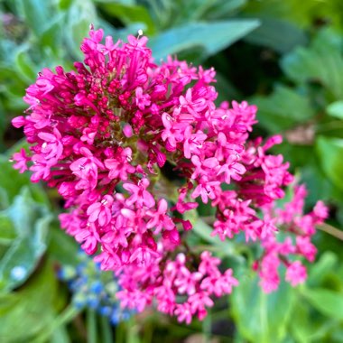 Centranthus ruber