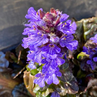 Ajuga reptans 'Braunherz'