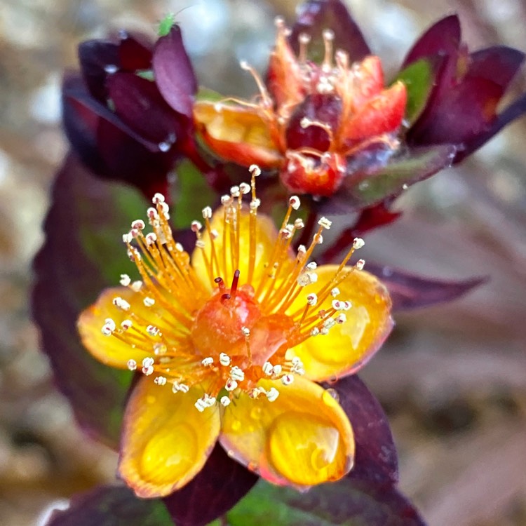 Plant image Hypericum 'Magical Universe'