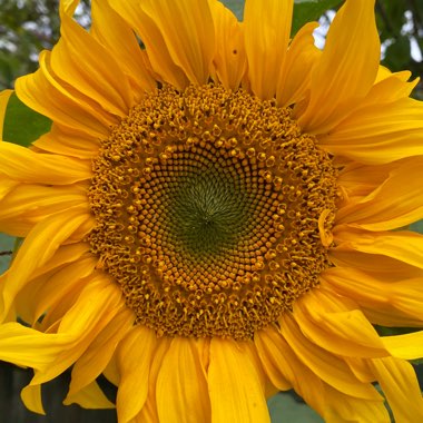 Helianthus annuus 'Russian Giant'