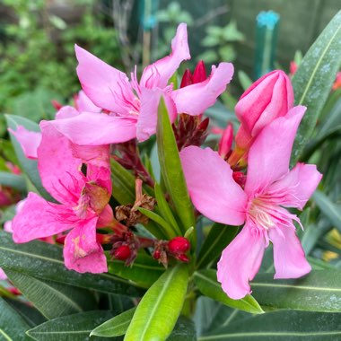 Nerium oleander