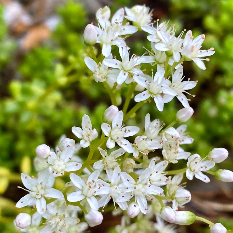 Plant image Sedum lydium