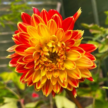 Dahlia (Border Varieties)