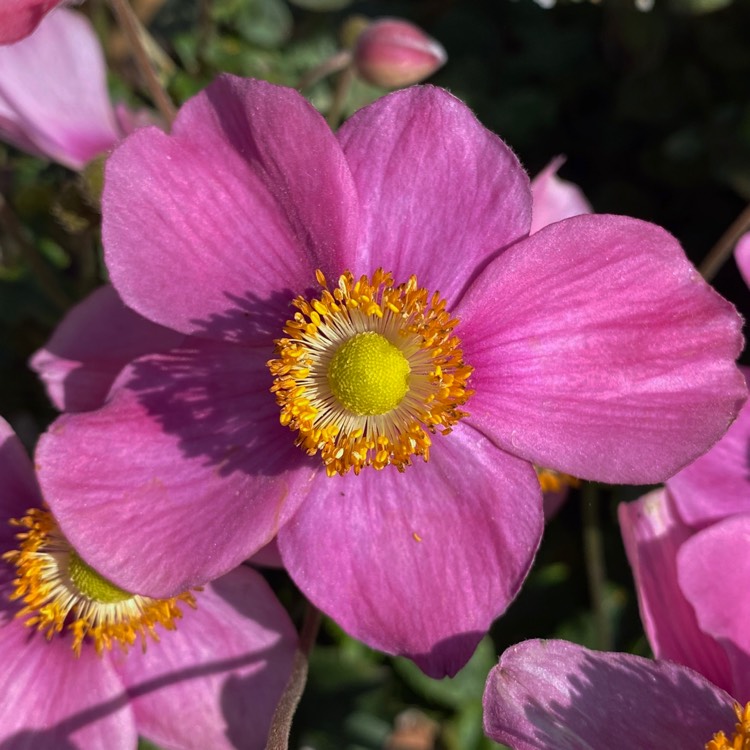 Plant image Anemone x hybrida 'Robustissima'