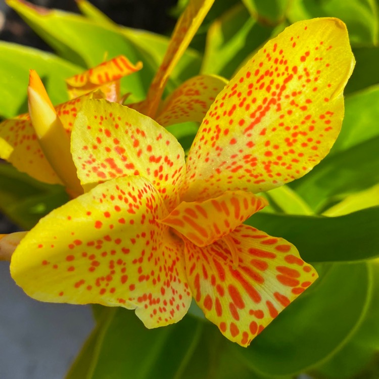 Plant image Canna 'Happy Emily' (Cannasol Series)