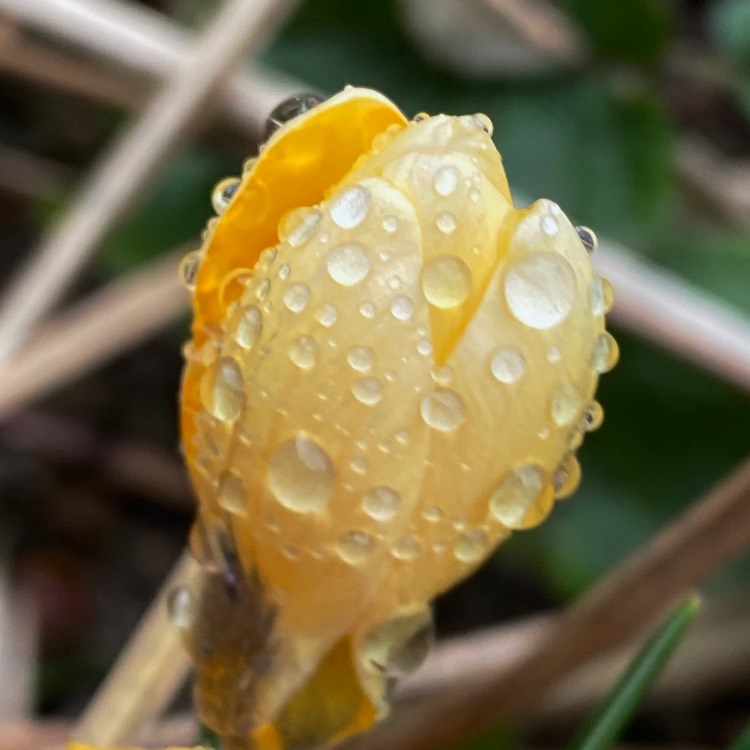 Plant image Crocus flavus subsp. flavus