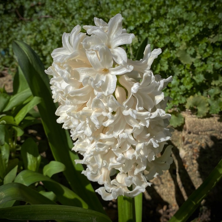 Plant image Hyacinthus orientalis 'Carnegie'