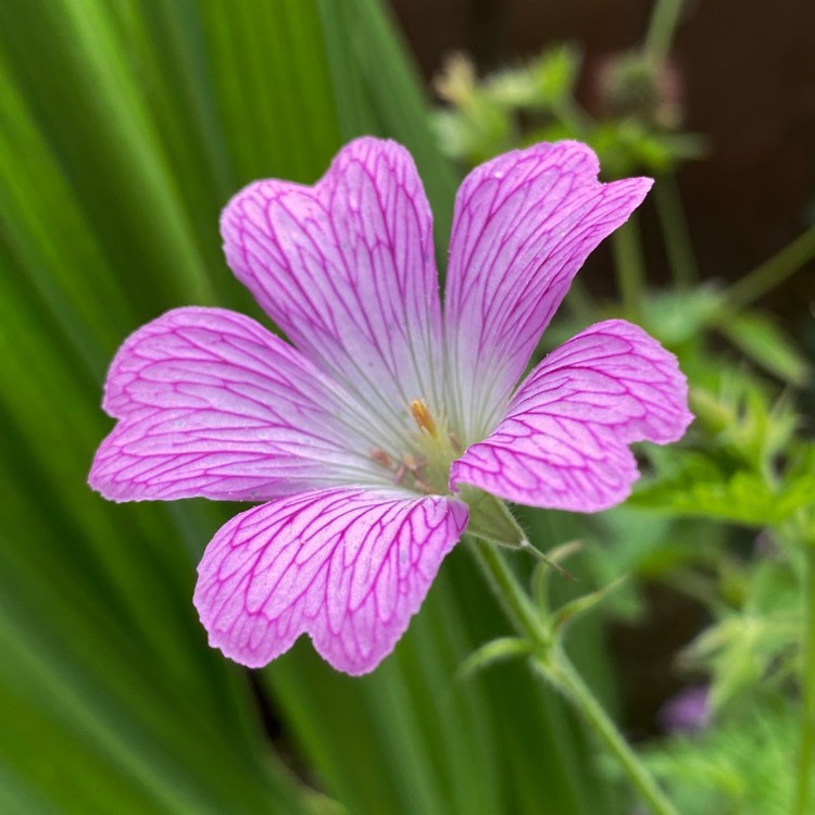 Plant image Geranium x oxonianum