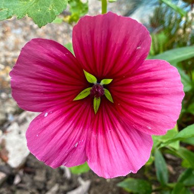 Malope trifida 'Vulcan'