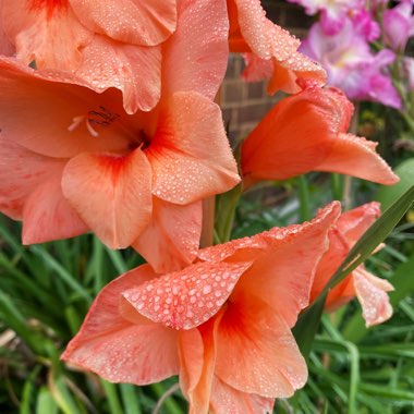 Gladiolus 'Peche Melba'