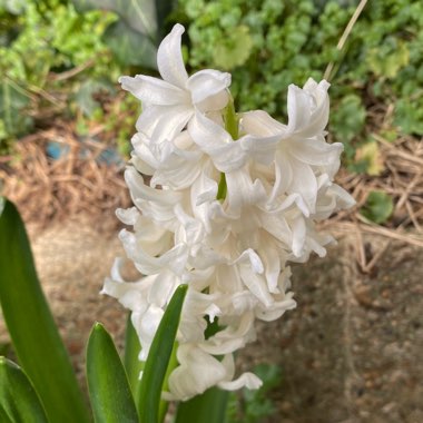 Hyacinthus orientalis 'Carnegie'