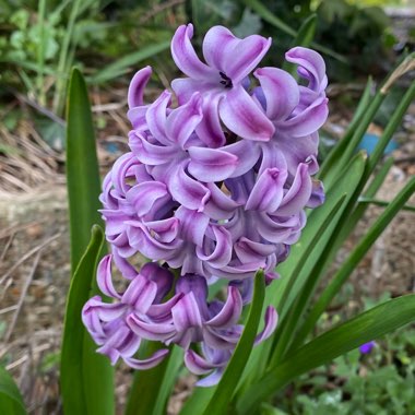 Hyacinthus orientalis 'Splendid Cornelia'