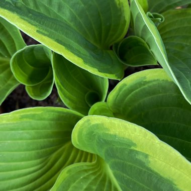 Hosta