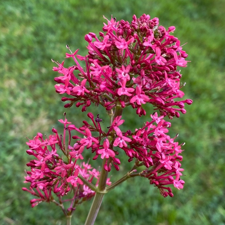 plant image 1583177