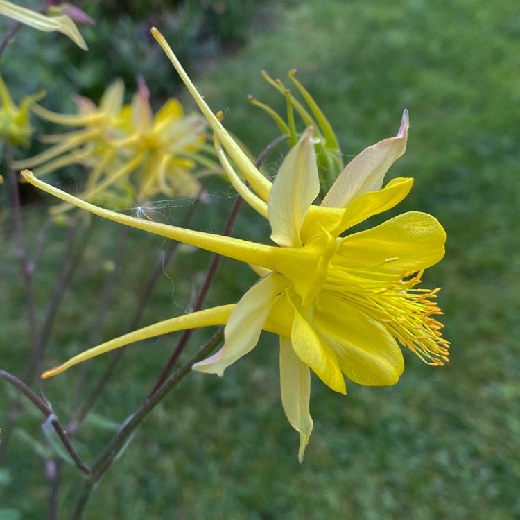 plant image 1584179