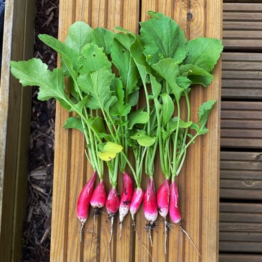 Raphanus sativus 'French Breakfast'