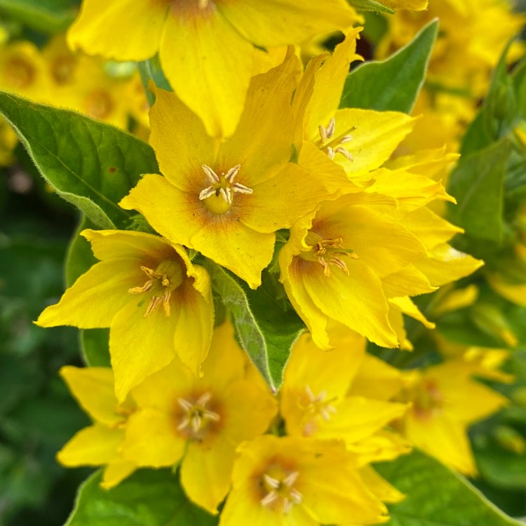 Plant image Lysimachia vulgaris