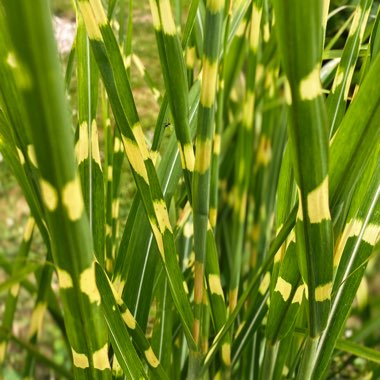 Miscanthus sinensis 'Strictus'