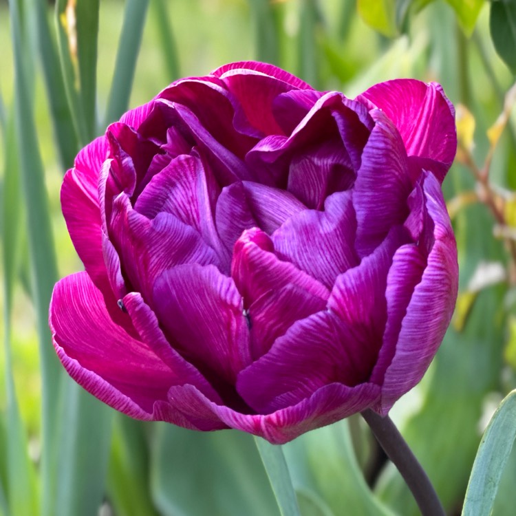 Plant image Tulipa (Double Late Group)