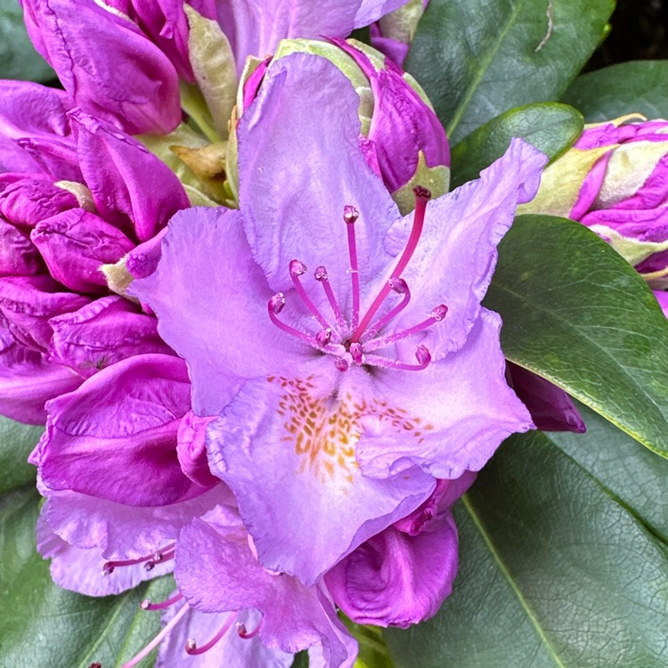 Plant image Rhododendron 'Catawbiense Grandiflorum'