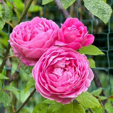 Rose (Climbing)