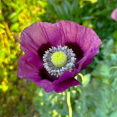 Papaver somniferum