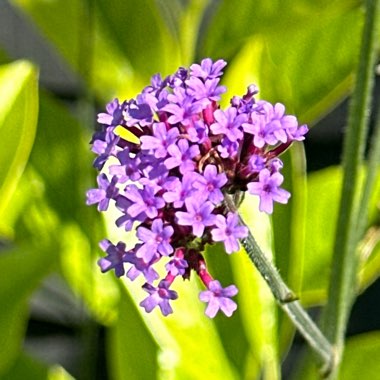 Purple Top Vervain