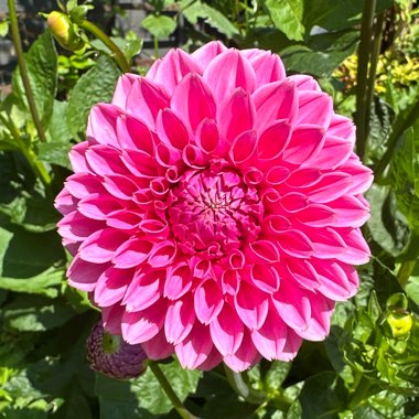 Dahlia pom Pom