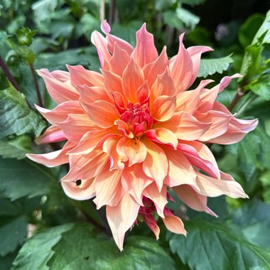 Dahlia 'Labyrinth'