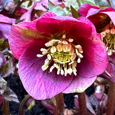 Hellebore