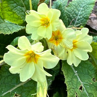 Primula