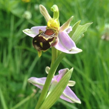 Ophrys apifera