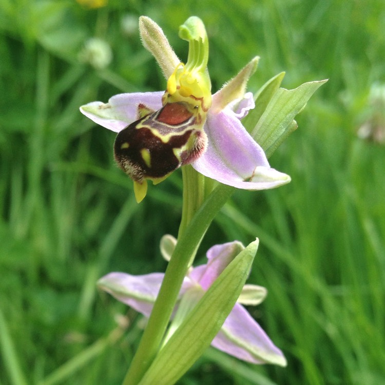 Plant image Ophrys apifera