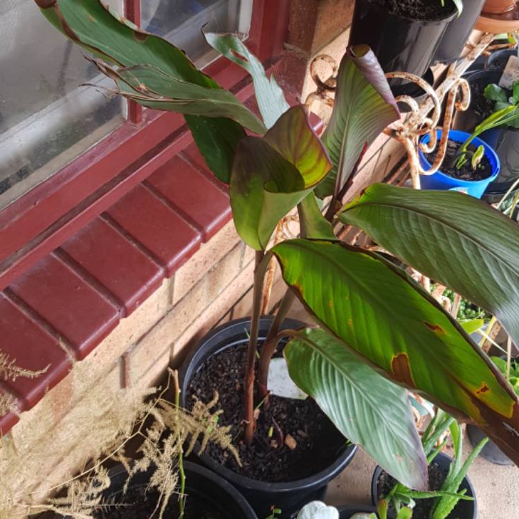 Plant image Canna 'Australia' syn. Canna x generalis 'Australia'