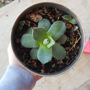 Agave Confederate Rose