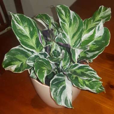 Calathea 'Fusion White'