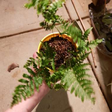 Dryopteris erythrosora 'Brilliance'