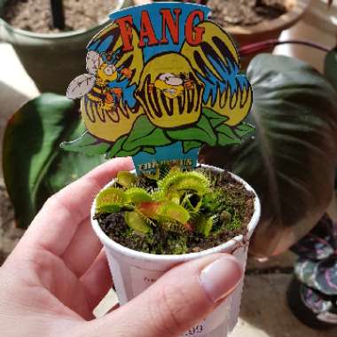 Venus Fly Trap