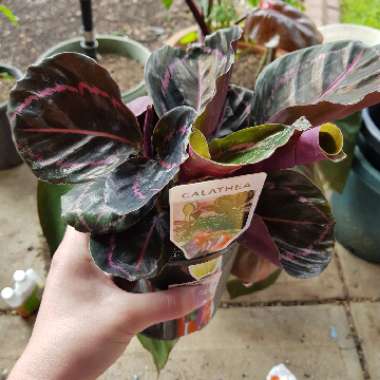 Rose Painted Calathea 'Dottie'