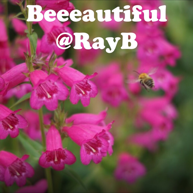 Plant image Penstemon phoenix 'Appleblossom'