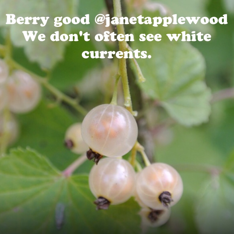 Plant image Ribes Rubrum 'White Grape'